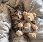 勇敢的小猫咪
